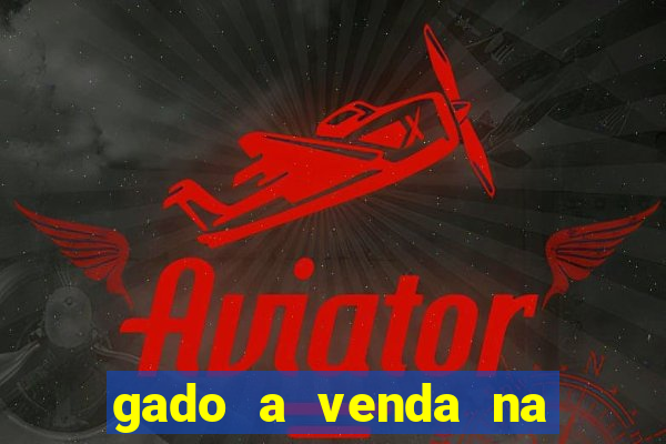 gado a venda na bahia olx